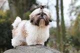 SHIH TZU 084
